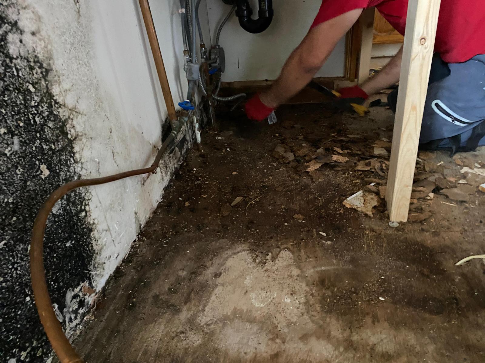 Mold Remediation